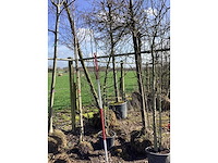 Wilde appel - meerstammige boom - afbeelding 2 van  2