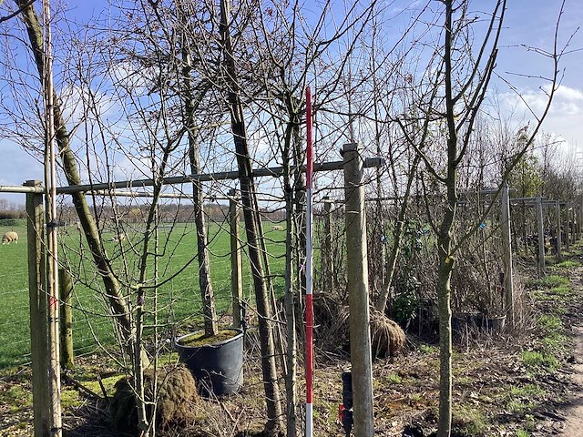 Wilde appel - meerstammige boom - afbeelding 1 van  2