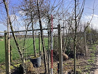 Wilde appel - meerstammige boom - afbeelding 1 van  2