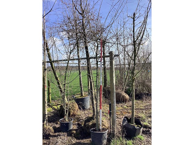 Wilde appel - meerstammige boom - afbeelding 2 van  2