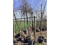 Wilde appel - meerstammige boom - afbeelding 2 van  2