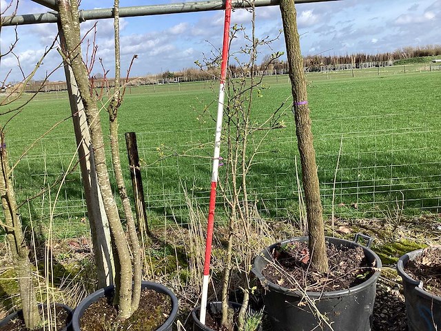 Wilde appel - vrucht- / fruitboom - afbeelding 1 van  2