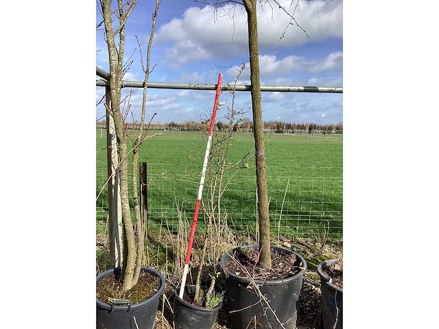 Wilde appel - vrucht- / fruitboom - afbeelding 2 van  2