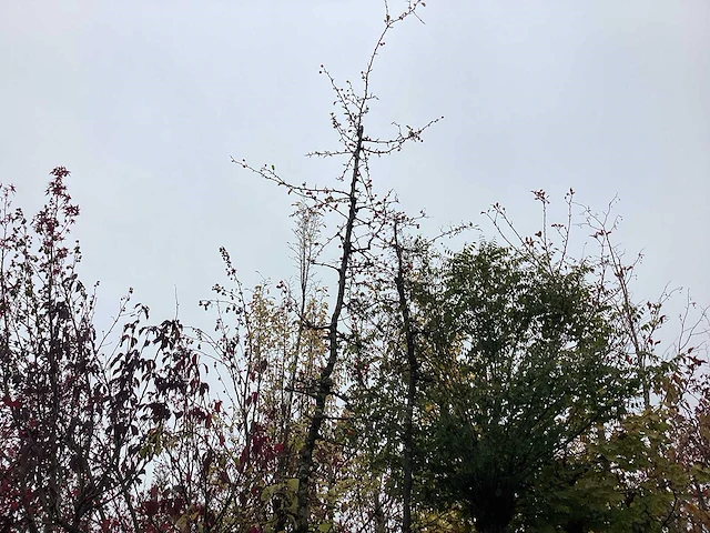 Wilde appel - vrucht- / fruitboom - afbeelding 1 van  1