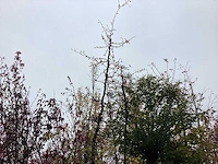 Wilde appel - vrucht- / fruitboom