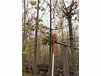 Wilde appel - vrucht- / fruitboom