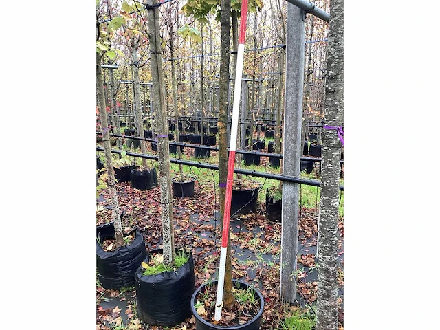 Wilde appel - vrucht- / fruitboom - afbeelding 2 van  2