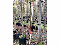 Wilde appel - vrucht- / fruitboom - afbeelding 2 van  2