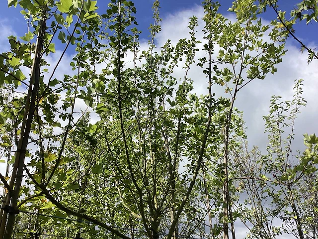 Wilde appel - vrucht- / fruitboom - afbeelding 1 van  2