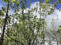 Wilde appel - vrucht- / fruitboom