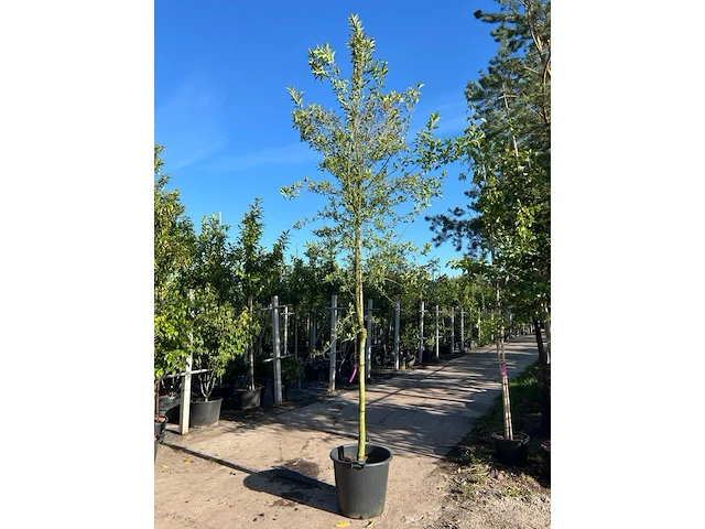 Wilde kardinaalsmuts, euonymus europaeus, hoogstam, witte/rode bloei, ca. 3.5 m hoog - afbeelding 1 van  2