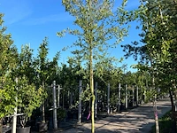 Wilde kardinaalsmuts, euonymus europaeus, hoogstam, witte/rode bloei, ca. 3.5 m hoog