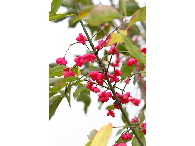 Wilde kardinaalsmuts, euonymus europaeus, hoogstam, witte/rode bloei, ca. 3.5 m hoog - afbeelding 2 van  2