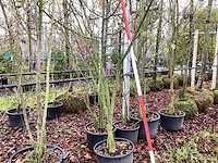 Wilde lijsterbes - meerstammige bomen - afbeelding 1 van  2