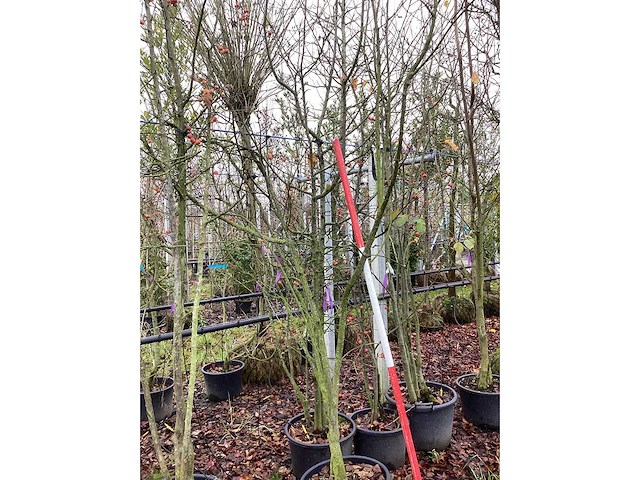 Wilde lijsterbes - meerstammige bomen - afbeelding 2 van  2