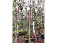 Wilde lijsterbes - meerstammige bomen - afbeelding 2 van  2