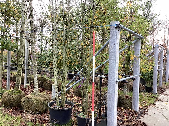 Wilde lijsterbes - meerstammige boom - afbeelding 1 van  3