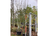 Wilde lijsterbes - meerstammige boom - afbeelding 2 van  3