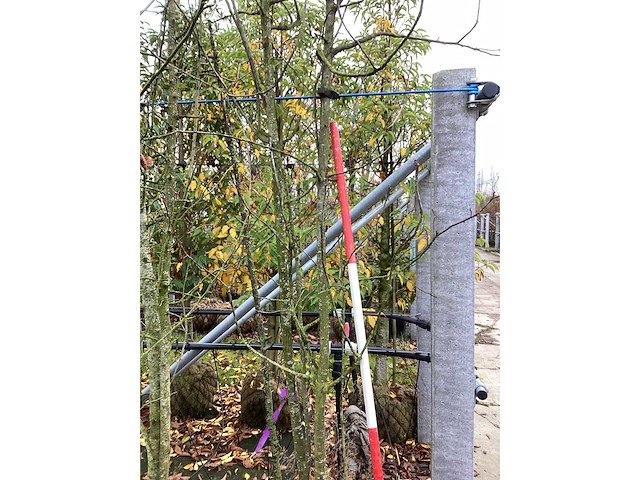 Wilde lijsterbes - meerstammige boom - afbeelding 3 van  3