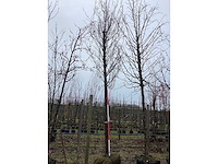 Winter linde - vormboom - afbeelding 1 van  4