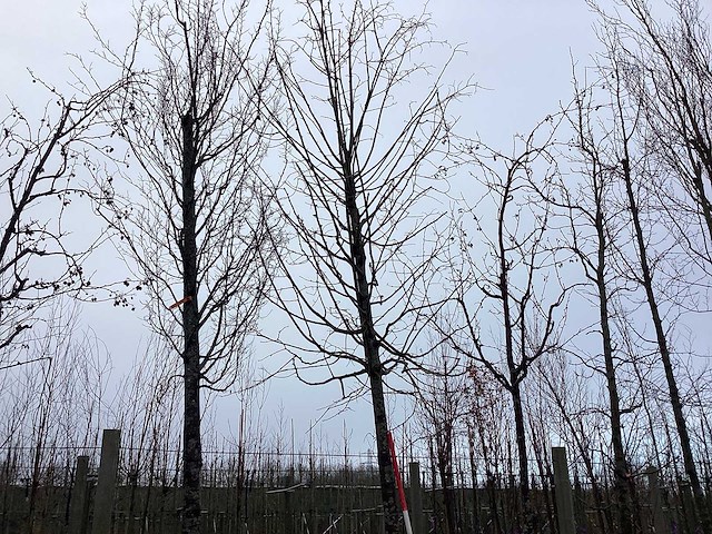 Winter linde - vormboom - afbeelding 2 van  4