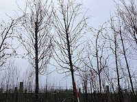 Winter linde - vormboom - afbeelding 2 van  4