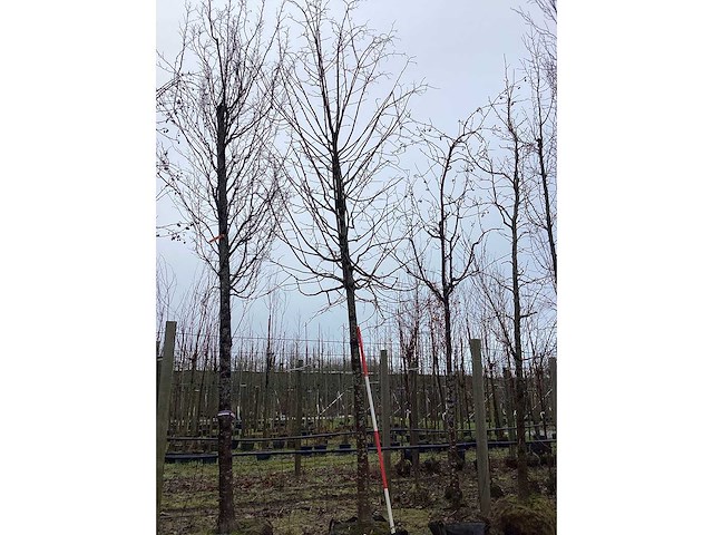 Winter linde - vormboom - afbeelding 3 van  4