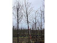 Winter linde - vormboom - afbeelding 3 van  4