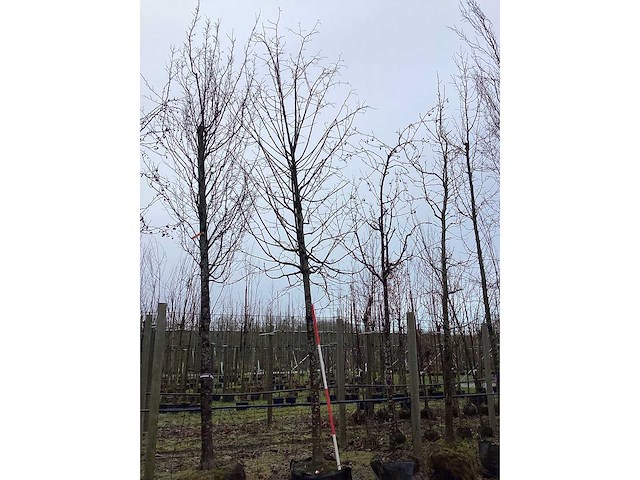 Winter linde - vormboom - afbeelding 4 van  4