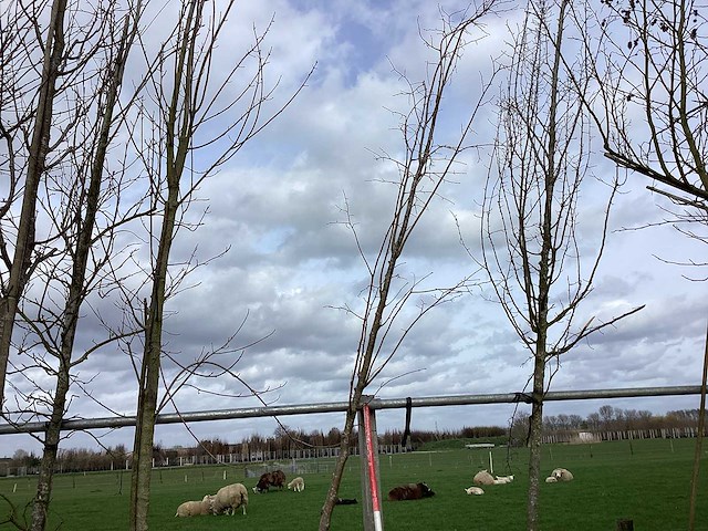 Winter linde - vormboom - afbeelding 1 van  2