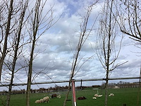 Winter linde - vormboom - afbeelding 1 van  2