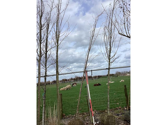 Winter linde - vormboom - afbeelding 2 van  2