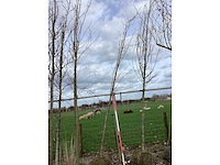 Winter linde - vormboom - afbeelding 2 van  2