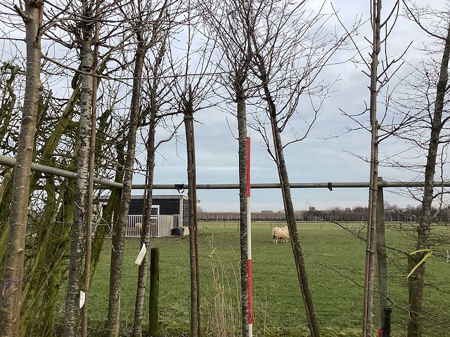 Winterbloeiende kers - sierboom - afbeelding 1 van  3