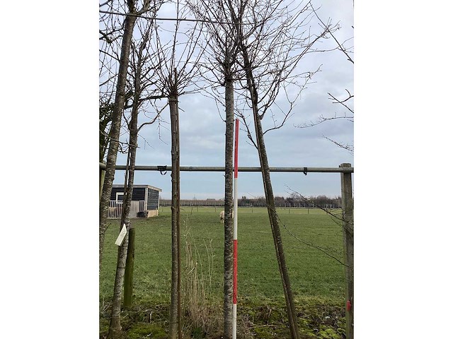 Winterbloeiende kers - sierboom - afbeelding 2 van  3