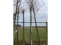 Winterbloeiende kers - sierboom - afbeelding 2 van  3