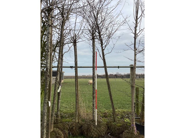 Winterbloeiende kers - sierboom - afbeelding 3 van  3