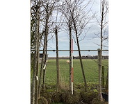 Winterbloeiende kers - sierboom - afbeelding 3 van  3