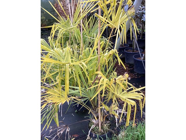 Winterharde palmboom - groenblijvende boom (5x) - afbeelding 3 van  3