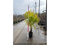Winterharde palmboom - groenblijvende boom (5x) - afbeelding 2 van  3
