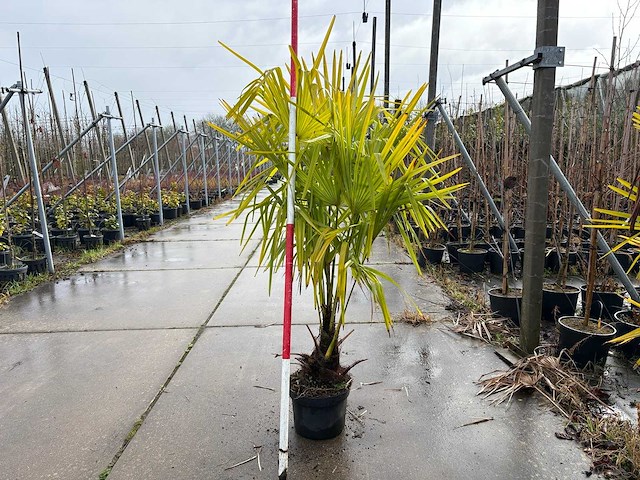 Winterharde palmboom - groenblijvende boom (5x) - afbeelding 1 van  3
