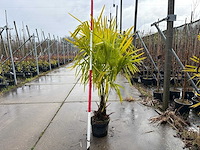 Winterharde palmboom - sierboom (2x) - afbeelding 1 van  3