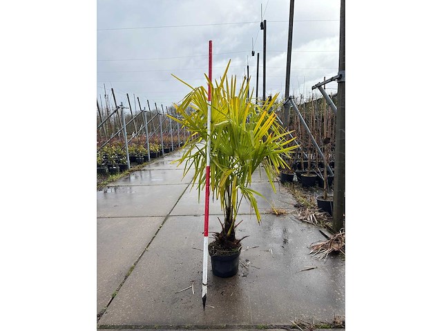 Winterharde palmboom - sierboom (2x) - afbeelding 2 van  3