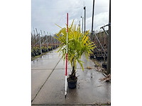 Winterharde palmboom - sierboom (2x) - afbeelding 2 van  3