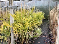 Winterharde palmboom - sierboom (6x) - afbeelding 1 van  3
