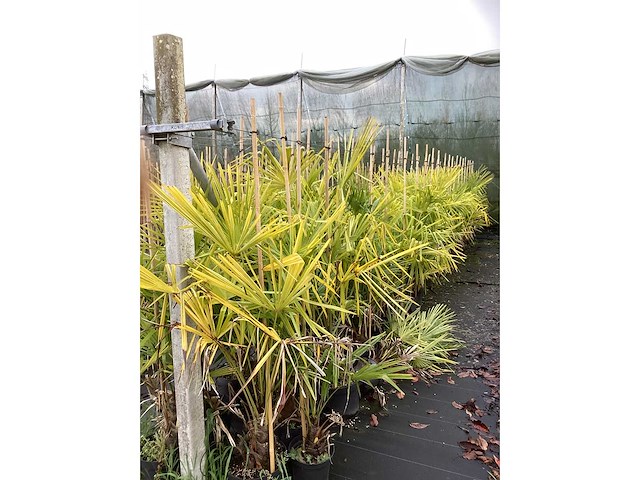 Winterharde palmboom - sierboom (6x) - afbeelding 2 van  3