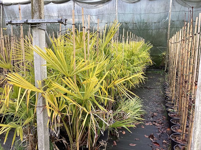 Winterharde palmboom - vormboom (4x) - afbeelding 1 van  3