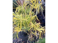 Winterharde palmboom - vormboom (4x) - afbeelding 3 van  3