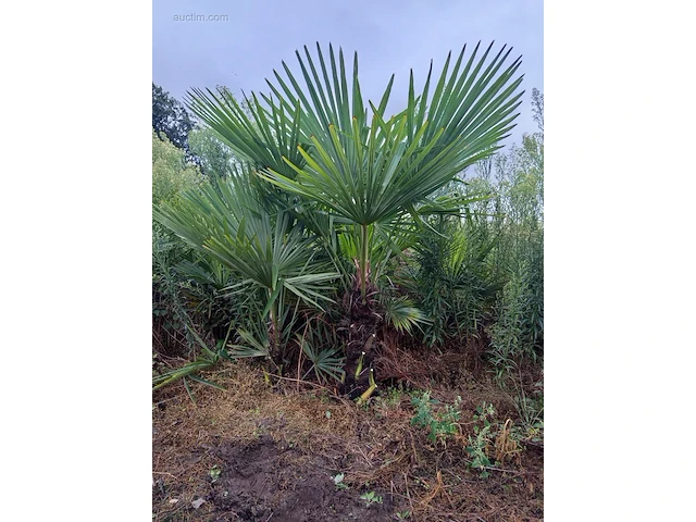 Winterharde palmboom 120-140 - afbeelding 1 van  1