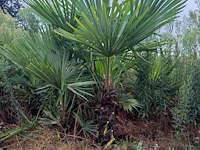 Winterharde palmboom 120-140